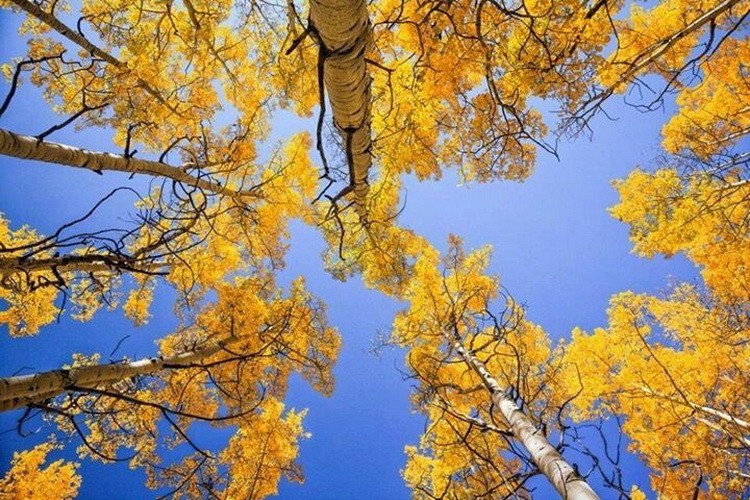 Neverovatno drveće - fotografije neobičnog drveća breze