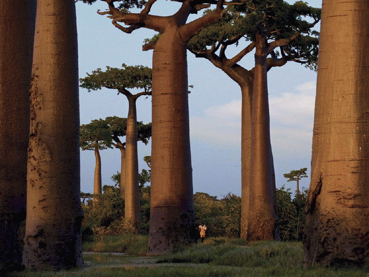 Neverovatno drveće - fotografije neobičnog drveća u Africi