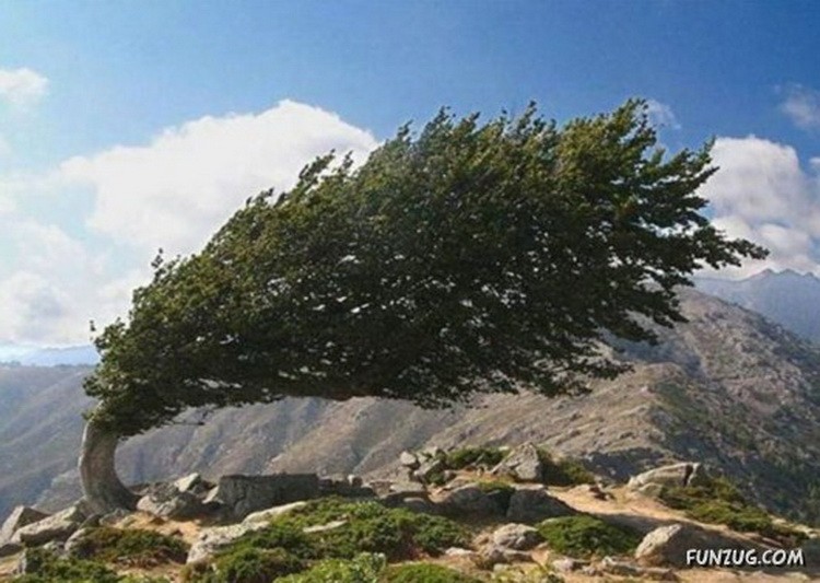 Neverovatno drveće - fotografije neobičnog drveća vetar i drvo