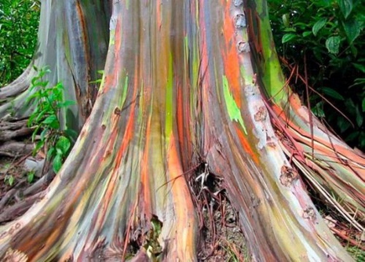Neverovatno drveće - fotografije neobičnog drveća šareno drvo