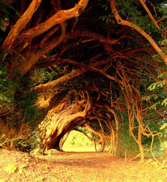 Tunel od drveća