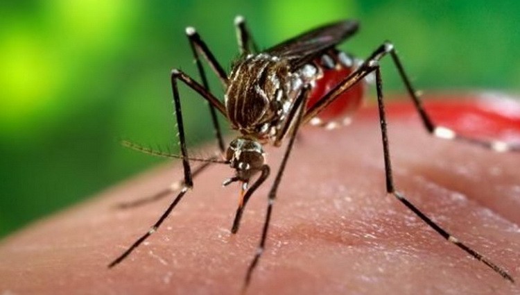 Komarac i koje ljude komarci ujedaju - slatka krv za komarce