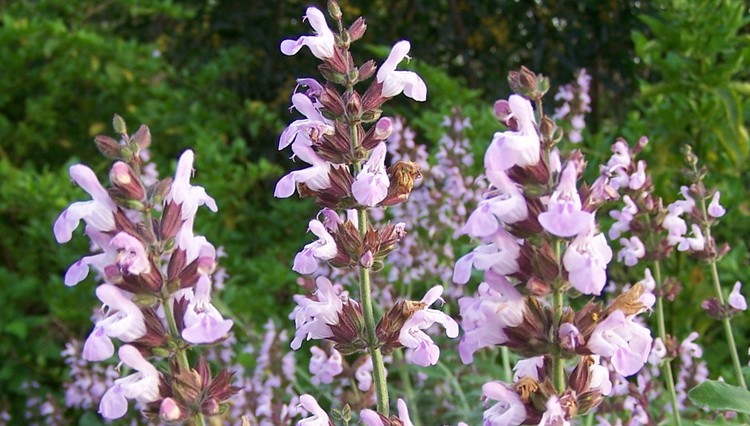 List of Anticancer herbs for cancer and organs Salvia officinalis