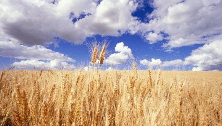 Opasna nova pšenica - super gluten i super škrob su u njoj Polje žita u Vojvodini