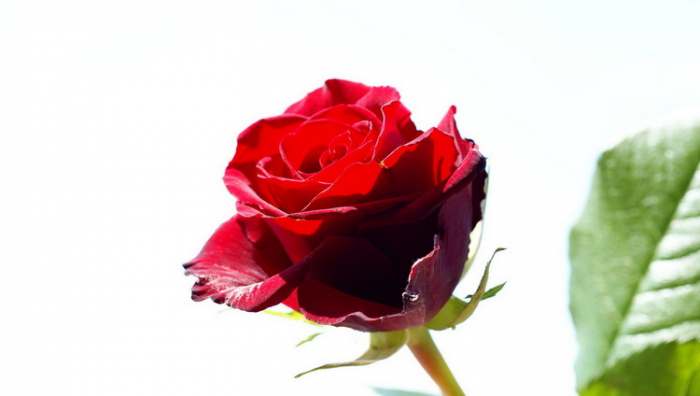 Crvena ruža kratka priča