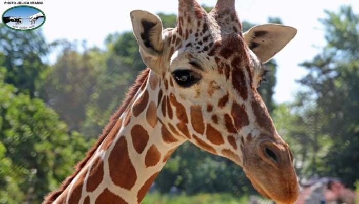 krokodil beogradski zoo vrt