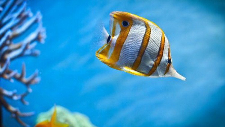 Postoje li klimatske promene ili je to fikcija medija Akvarijumska ribica akvarijum riba sa prugama