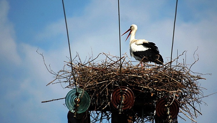 Roda Stork photo by Vlada Marinković