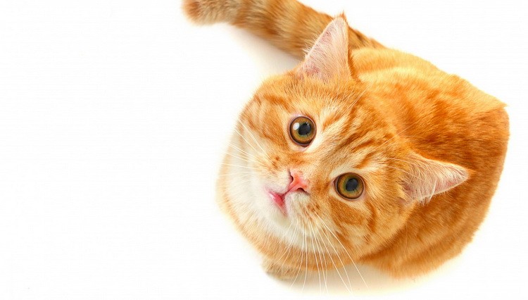 Žuti mačor - Mačke, psi, papige i ostali