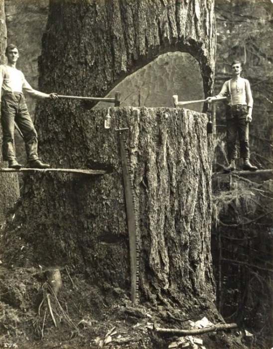 Američke drvoseče seku ogromno drvo 1915 godine