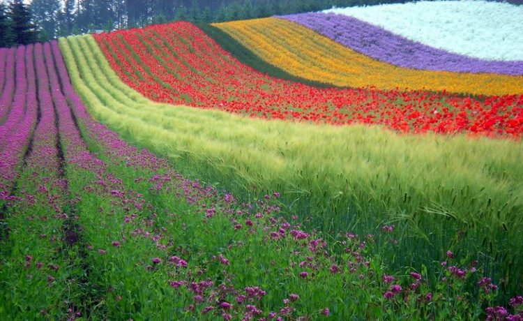 Hokaido polja cveća - Japan