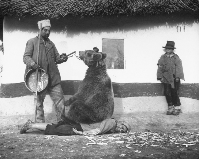 Lečenje i terapija medvedom - Rumunija 1948 godine