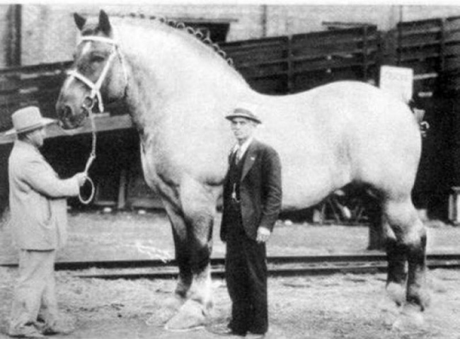 Najveći svetski konj 1928 godine