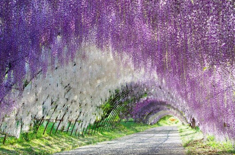 Tunel cveća Japan