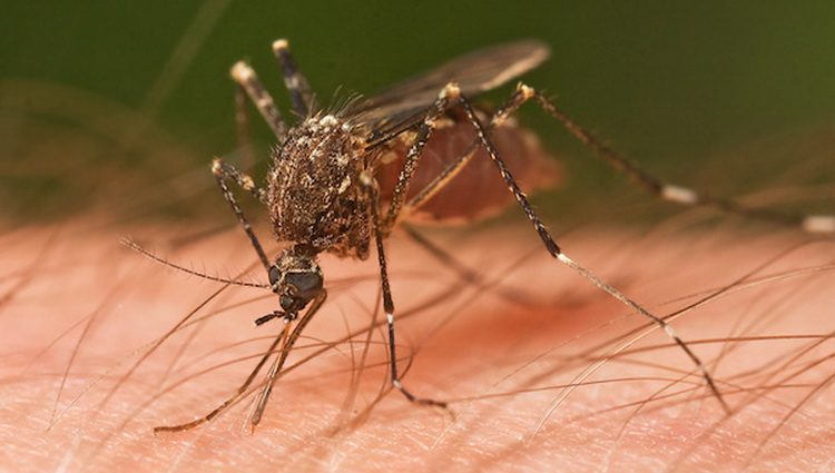 Komarac koji prenosi malariju i Nobelova nagrada za medicinu 2015