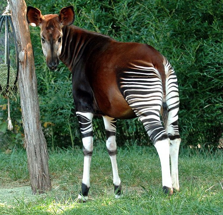 18. Okapi - čudne životinje kakve niste videli