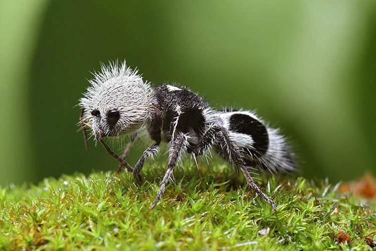 3.  Mrav panda - čudne životinje kakve niste videli