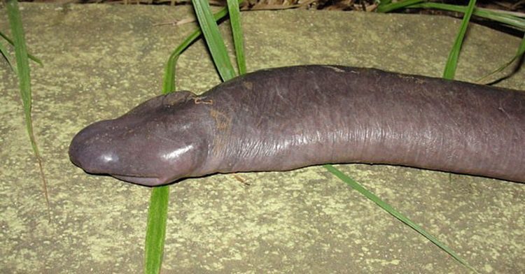 4. Zmija penis