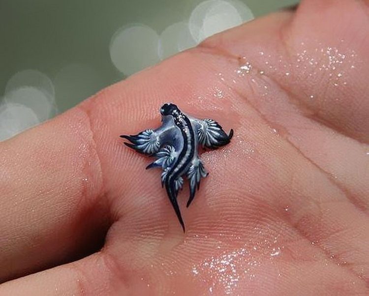 8. Glaucus Atlanticus 2