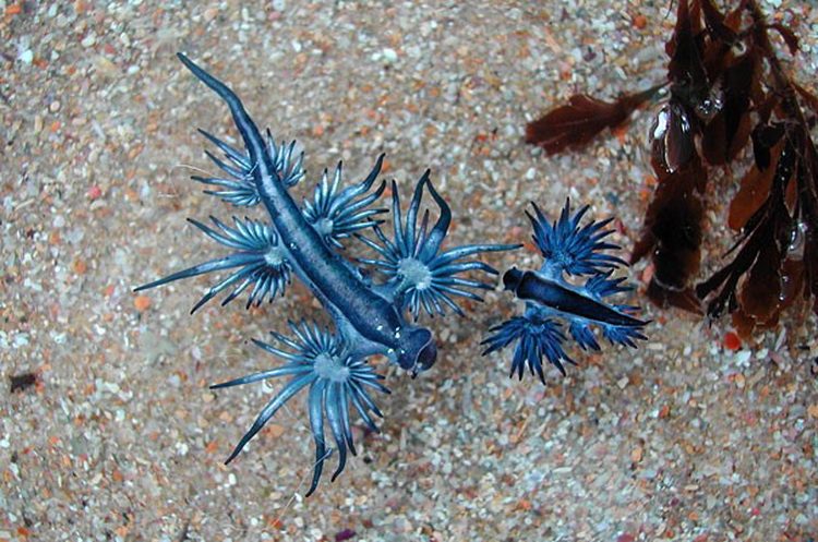 8. Glaucus Atlanticus - čudne životinje kakve niste videli