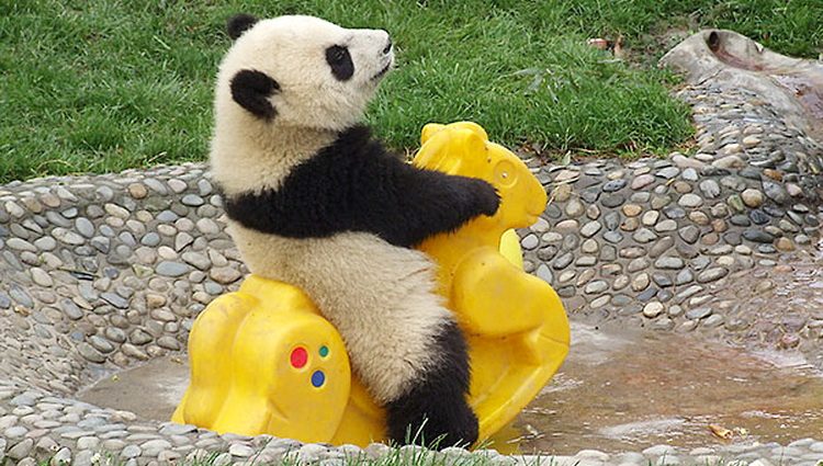 Panda se igra i ljulja - Smešne scene iz života