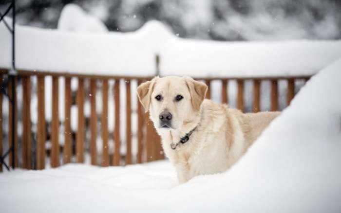 http://123hdwallpapers.com/hr/dog-winter-snow.html#.VoQuhbbhBpQ