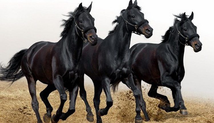 Frizijski konji - Čuveni holandski ratni konj