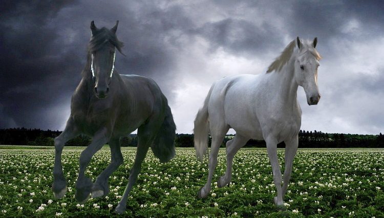 Crni i beli konj - Sreća i nesreća putuju zajedno