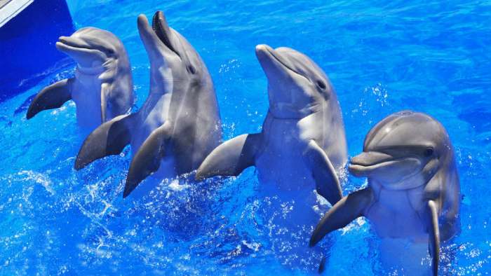 svetski dan delfina