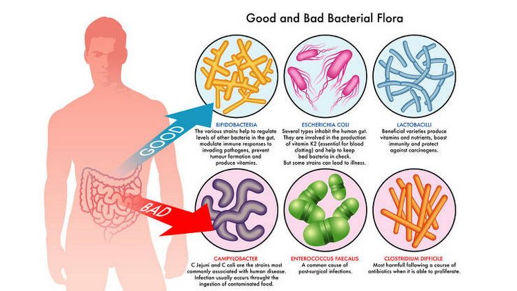 Šta su probiotici - prebiotik, probiotik i zdravlje dobre i loše bakterije u crevima