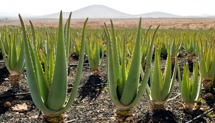 Aloja vera plantaža - Aloe vera plantation