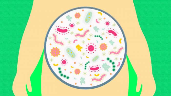 crevne bakterije