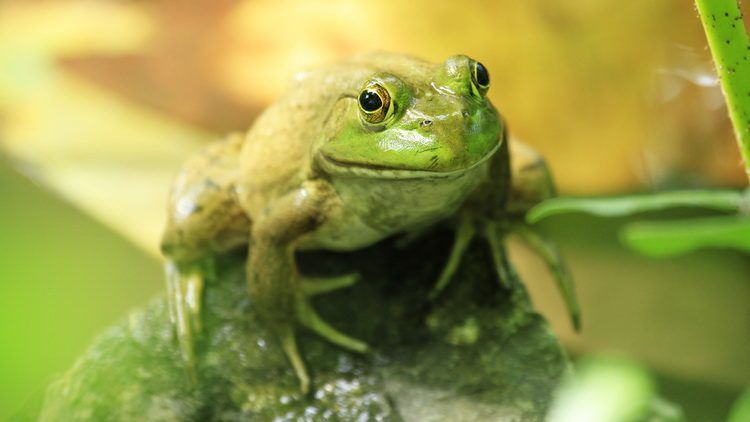 Zašto odumire američka žaba