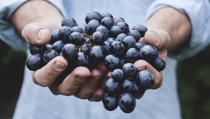 Ubrano grožđe u rukama