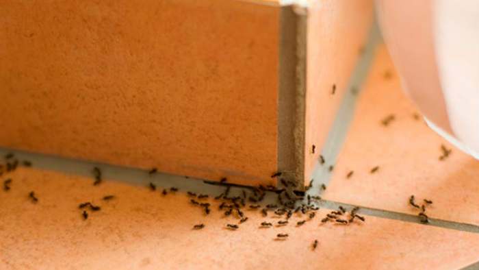 mravi u kući