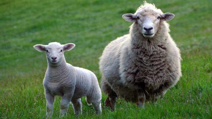 ovce mogu da prepoznaju