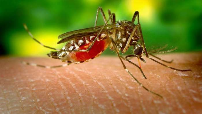 bolesti koje prenosi komarac