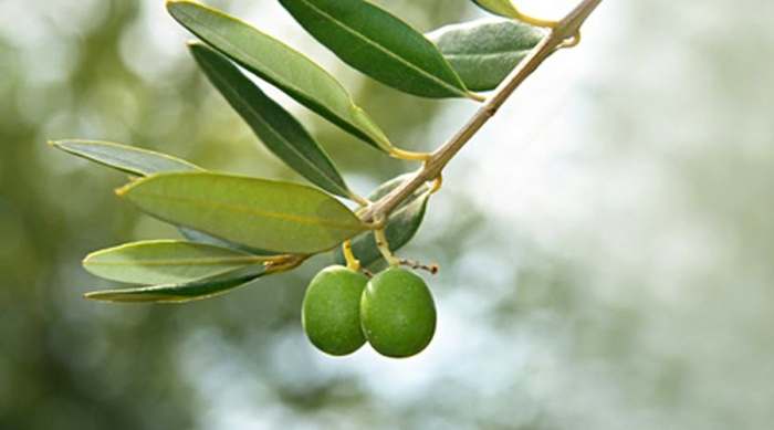 maslinovo lišće