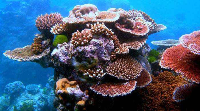 koralni greben