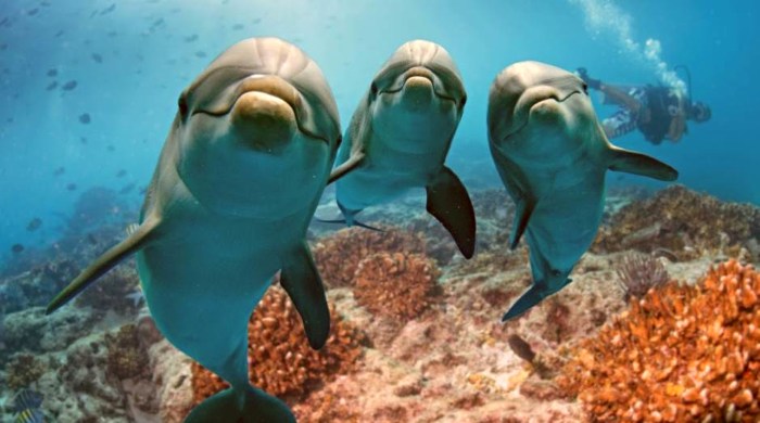 australijski delfini
