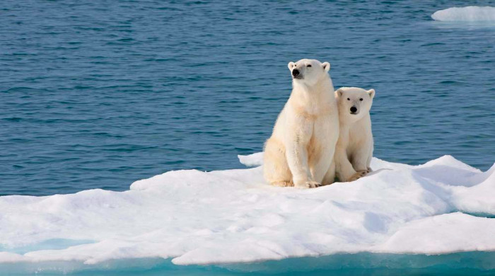 polarni medvedi