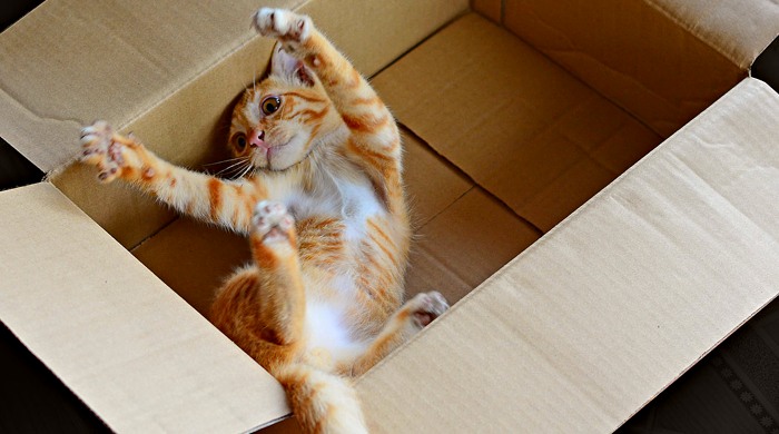 mačke kartonsku kutiju