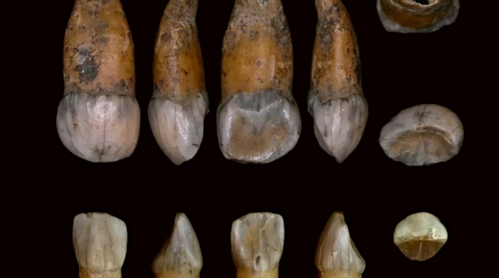 zubi neandertalca