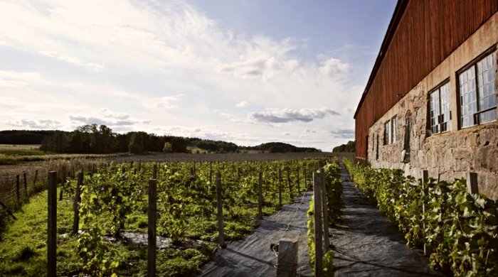 vinogradi u švedskoj
