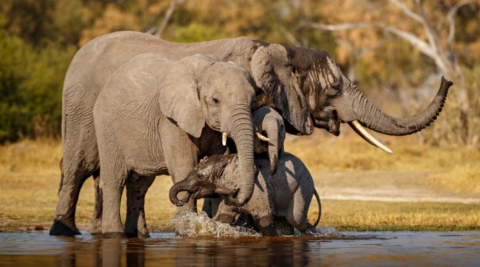 divlji slonovi