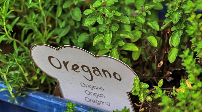 origano